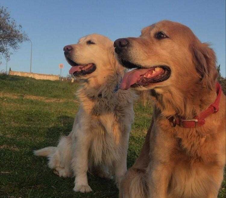 Asia e Margot, due cani Golden retriever
