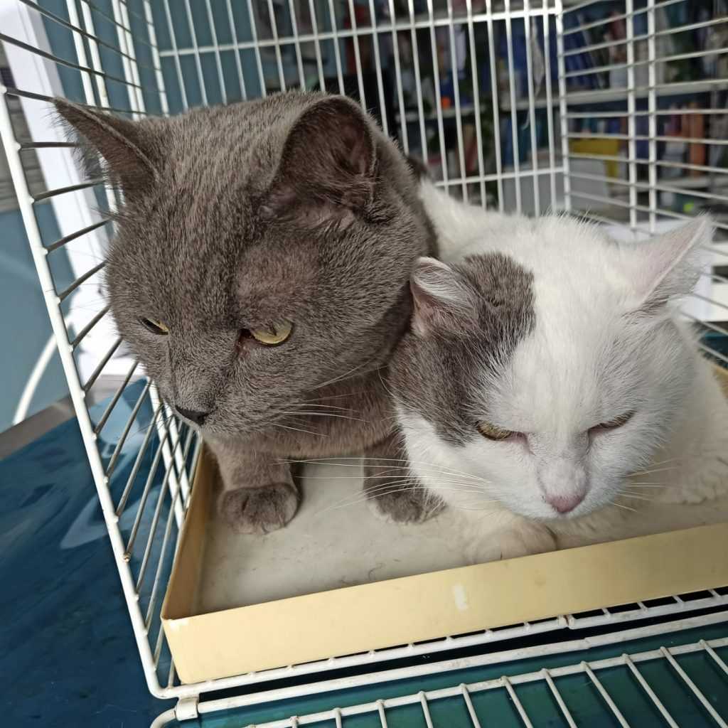 Ginger e Fred due gatti inseparabili dal veterinario
