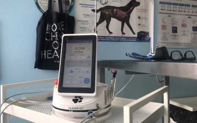 Il laser, nuovo alleato del medico veterinario, approda anche a Perugia