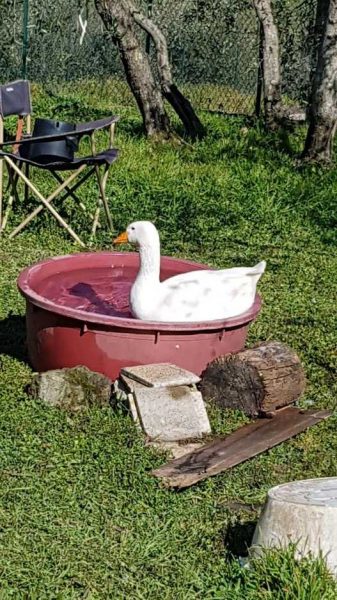 giulio oca maschio ambulatorio veterinario VET THERAPY Perugia fa il bagno in una tinozza d'acqua