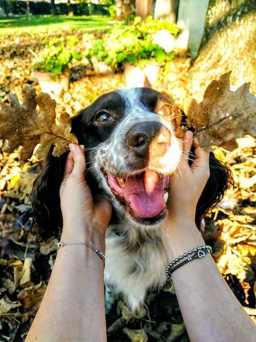 Prince cane Vettherapy Perugia con i colori dell'autunno